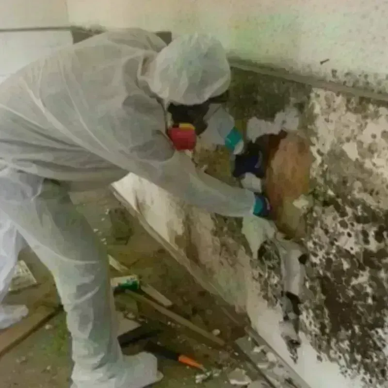 Mold Remediation and Removal in De Queen, AR